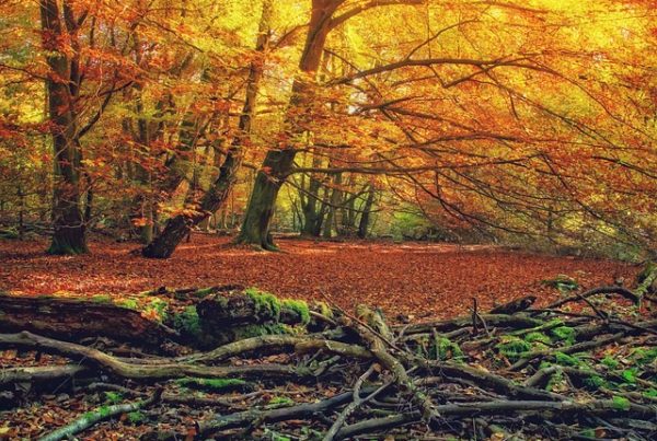 Wald Herbst
