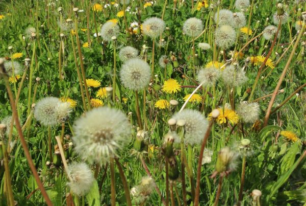 Wiese mit blühendem Löwenzahn.