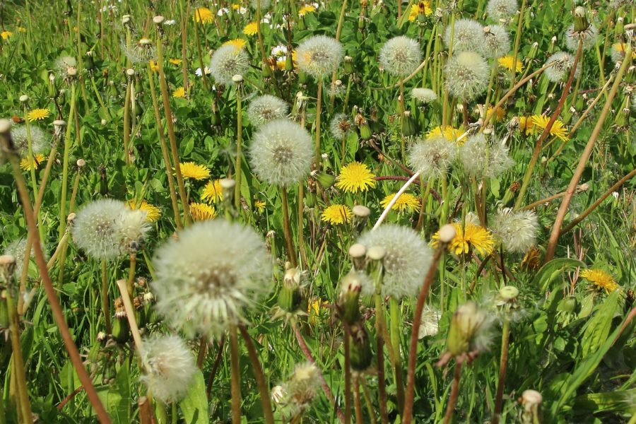 Alter schützt nicht vor Allergien