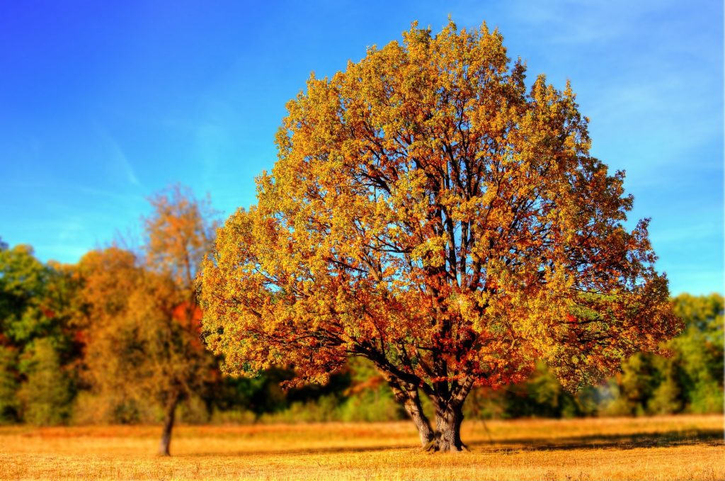 Langschaft mit vielen Bäumen im Hintergrund. großer Baum, mit orangenem Laub im Vordergrund