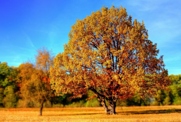 Langschaft mit vielen Bäumen im Hintergrund. großer Baum, mit orangenem Laub im Vordergrund