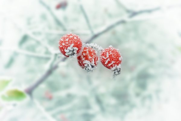 3 angeschneite Beeren, die auf einem vereisten Zweig hängen