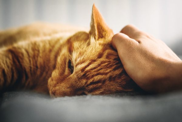 Tiere in der Pflege, Katze wird gestreichelt, Haustier