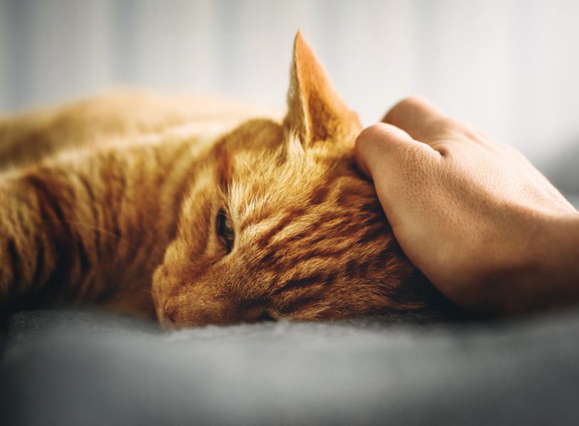Der beste Freund des Menschen – Haustiere in der Pflege